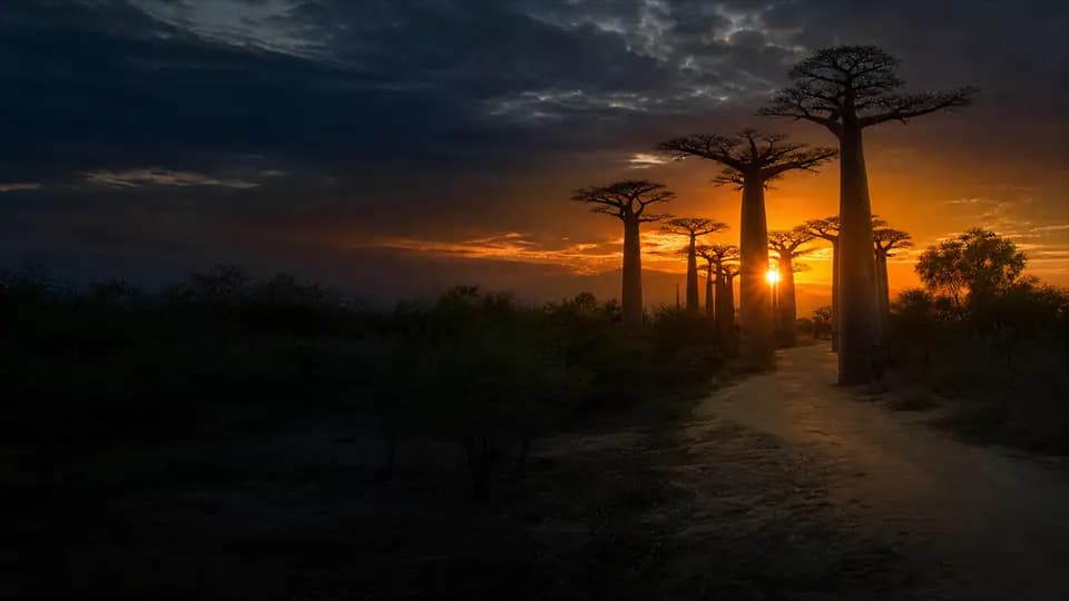 Allée des baobabs au coucher du soleil